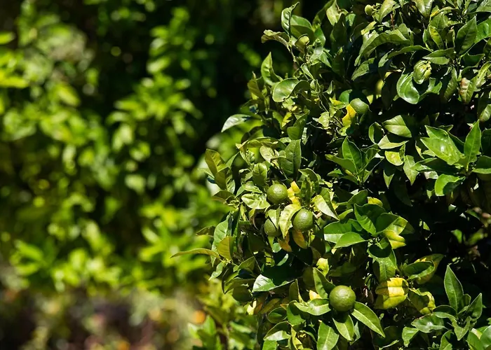 Archodissa Σπίτι διακοπών Thimonia